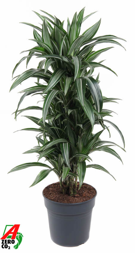 Dracaena Ulises vertakt P27.