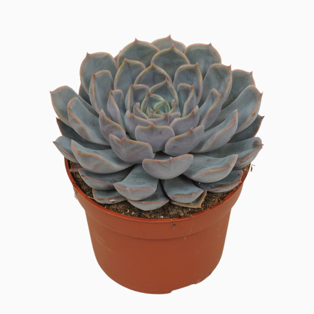 Echeveria orion 10,5 cm.