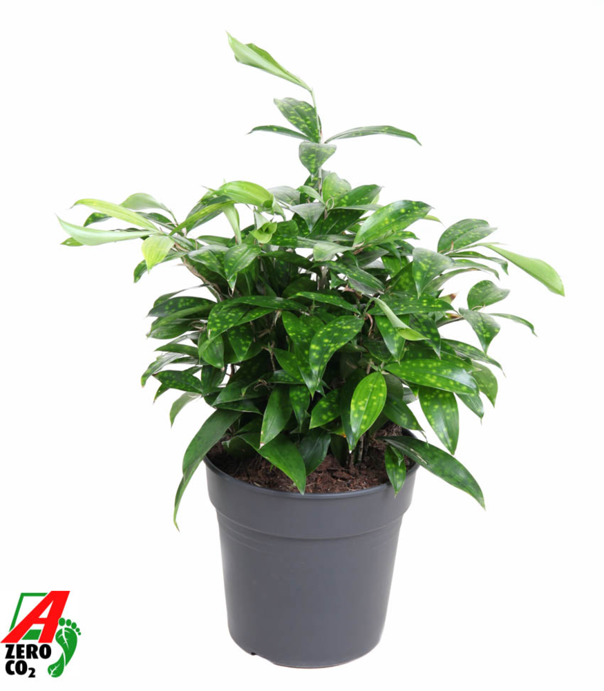 Dracaena Surculosa bush P24.