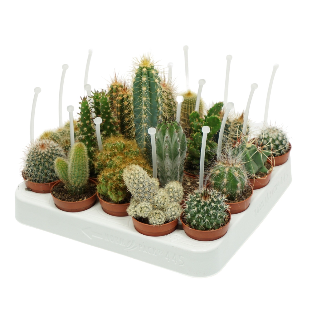 Cactus mix 5,5 cm met picker.