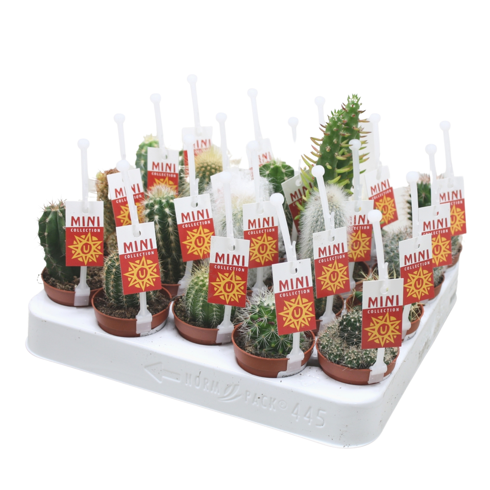 Cactus mix 5,5 cm met picker + etiket.