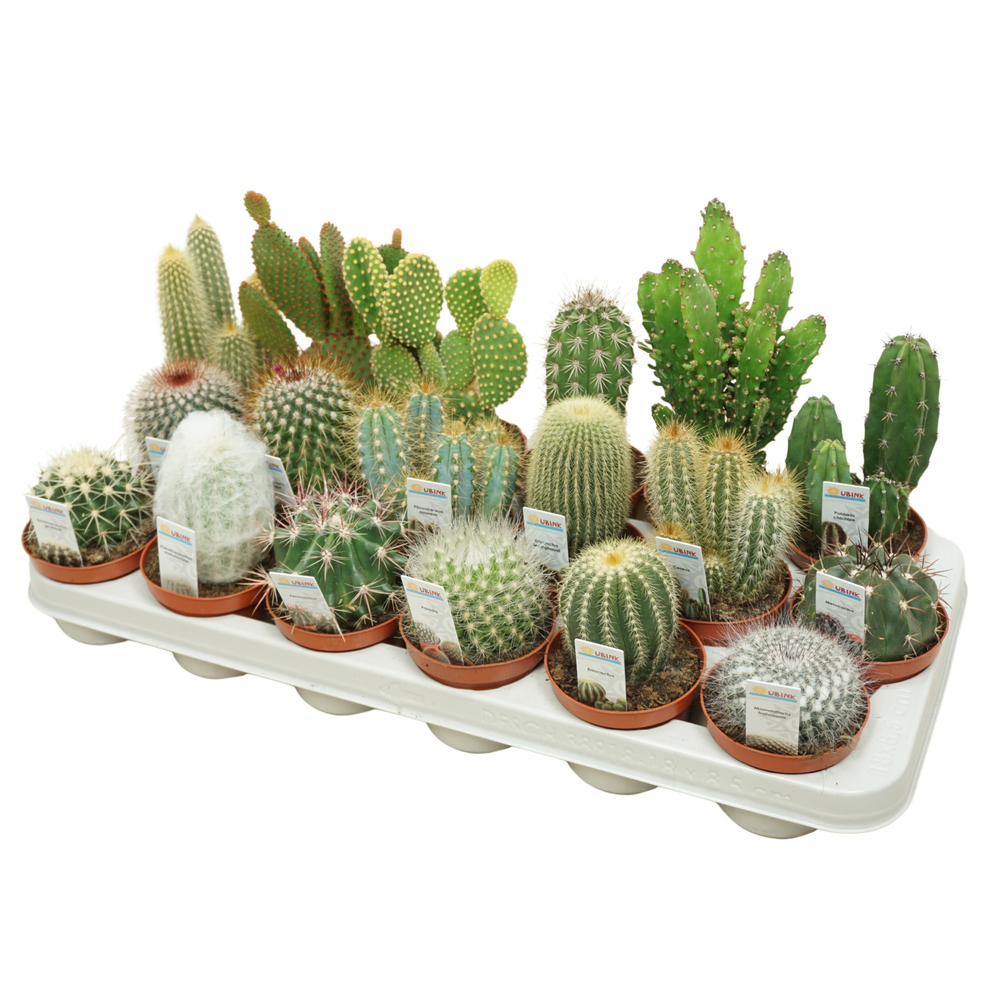 Cactus mix 8,5 cm met foto etiket.