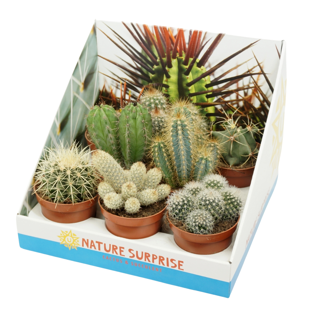 Cactus mix 8,5 cm in 8 gaats tray.