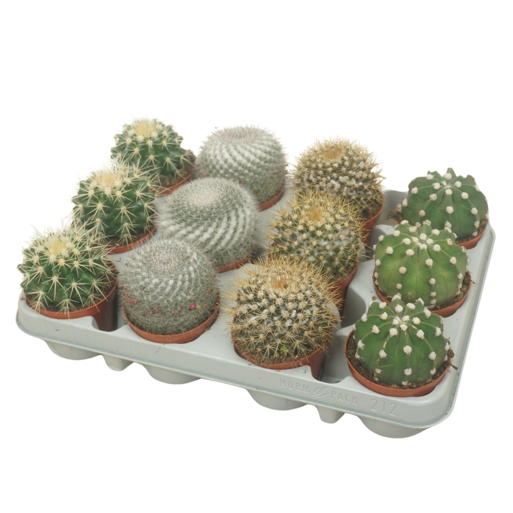 Bolcactus mix 8,5 cm in 12 gaats tray.