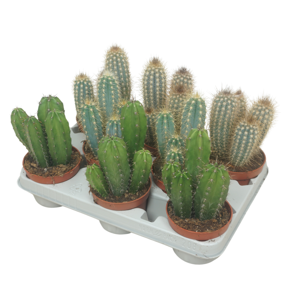 Cereus mix 10,5 cm in 8 gaats tray.