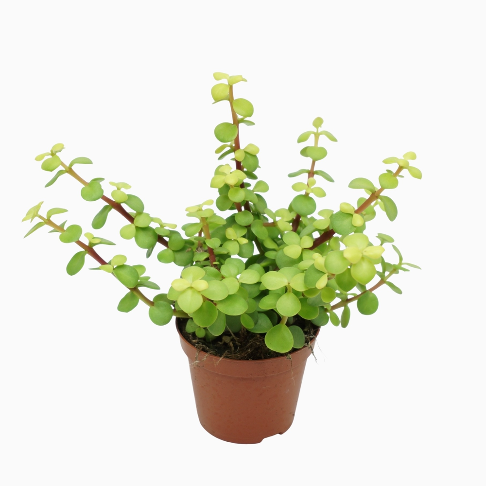 Portulacaria afra lemon 8,5 cm.