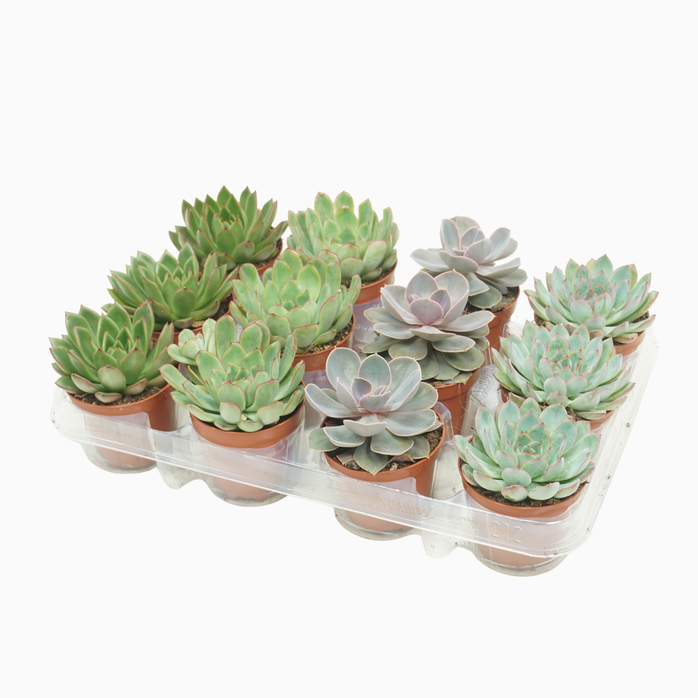 Echeveria mix 8,5 cm in 12 gaats tray.