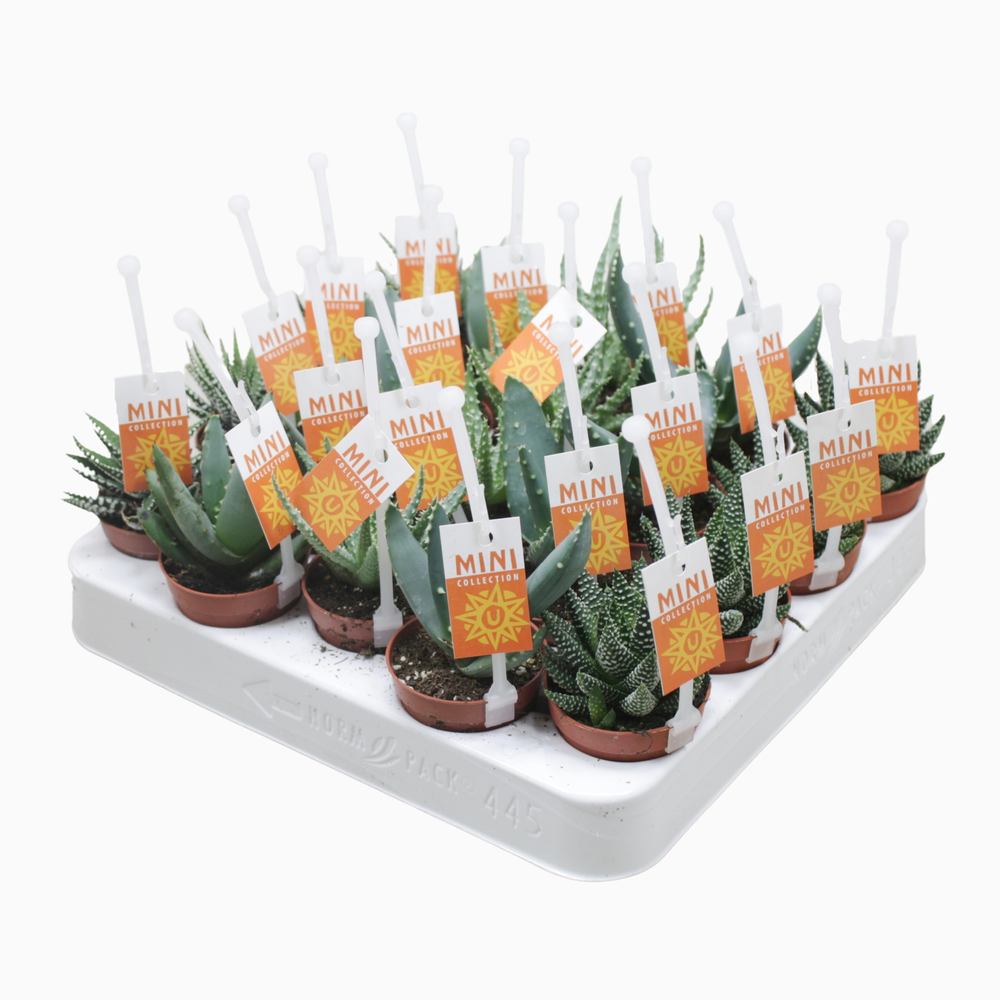 Aloë/Haworthia mix 5,5 cm met picker+etiket.