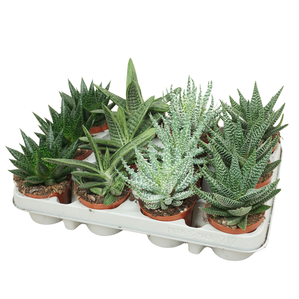 Aloë/Gasteria mix 8,5 cm.