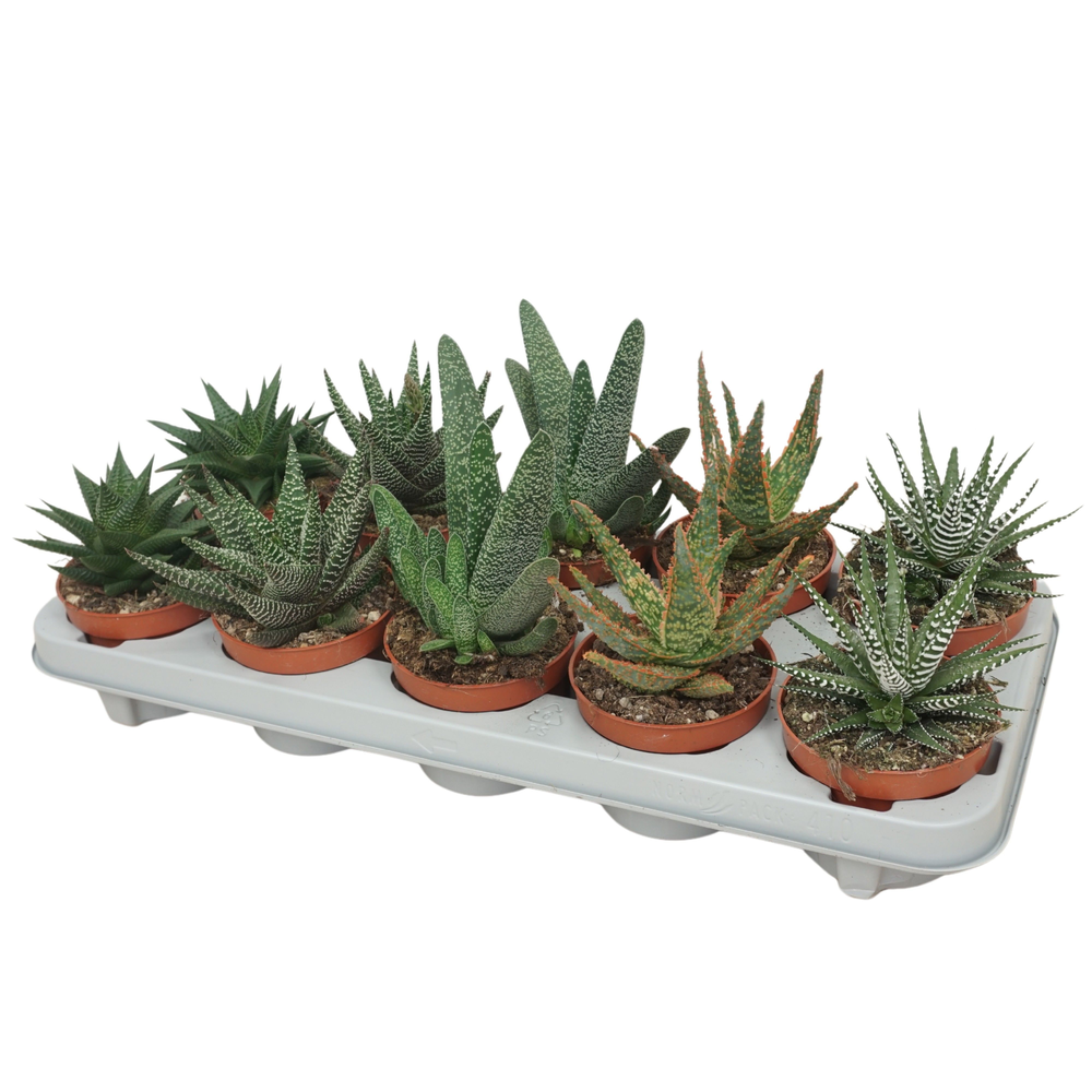 Aloë/Haworthia mix 10,5 cm.
