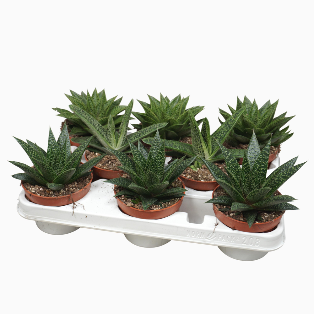 Aloë/Haworthia mix 10,5 cm in 208 fust.