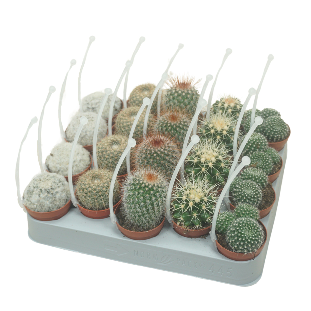 Bolcactus mix 5,5 cm met picker.