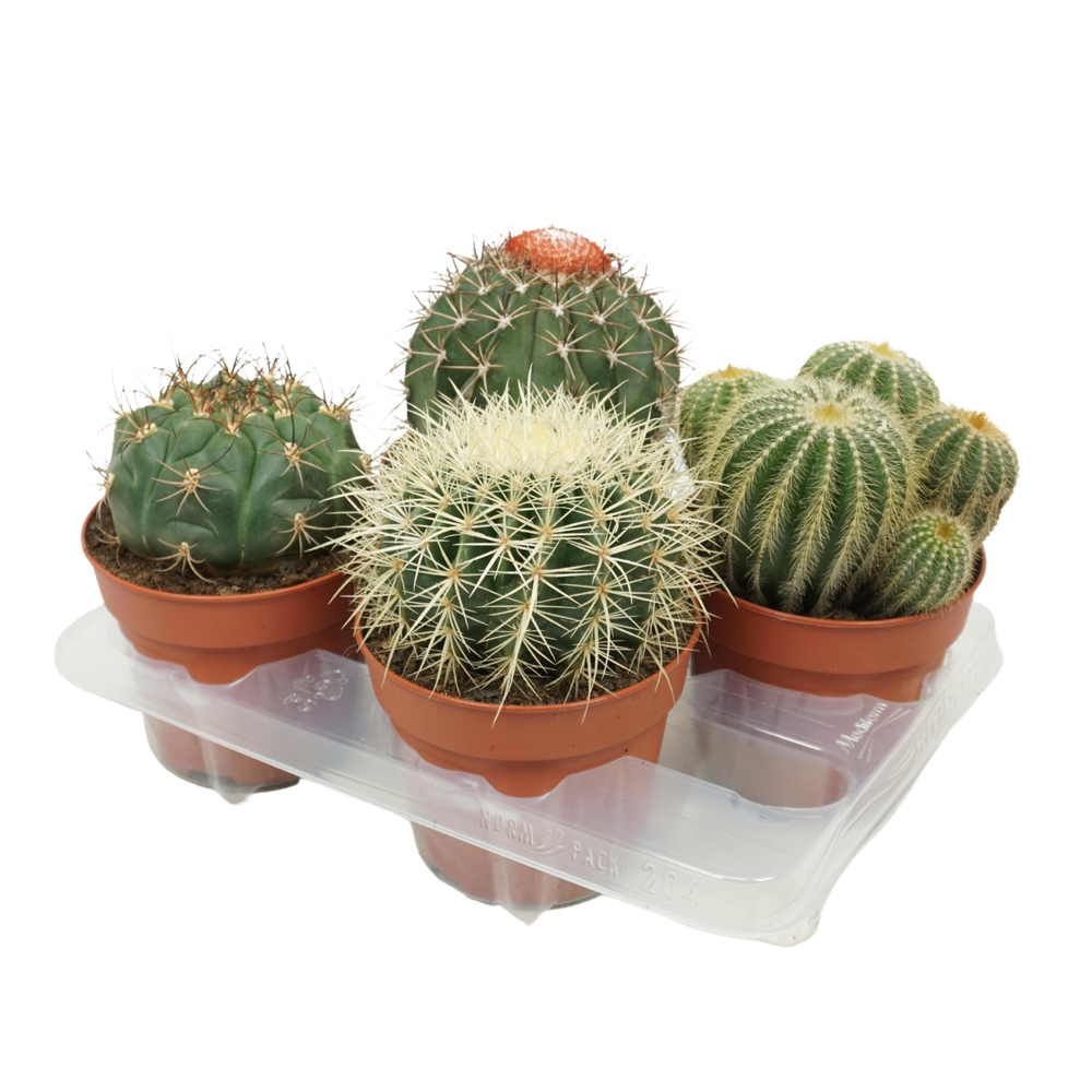 Bolcactus mix 15 cm.