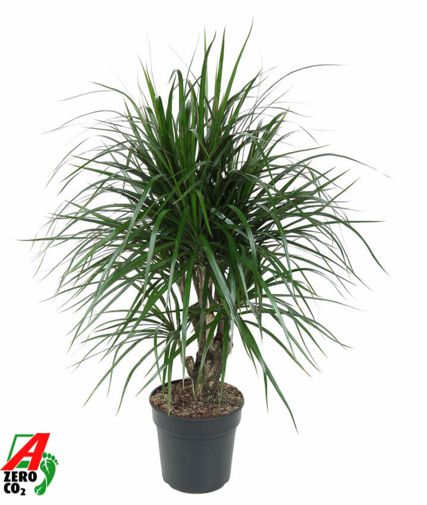 Dracaena Marginata vertakt P21.