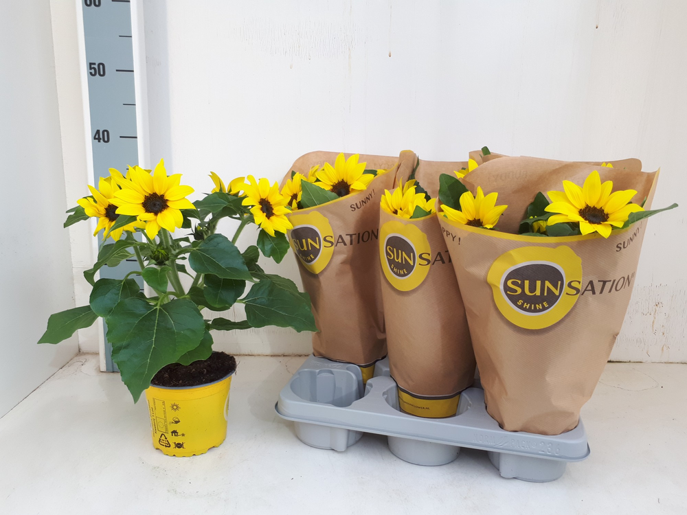 Helianthus Sunsation multiflower.