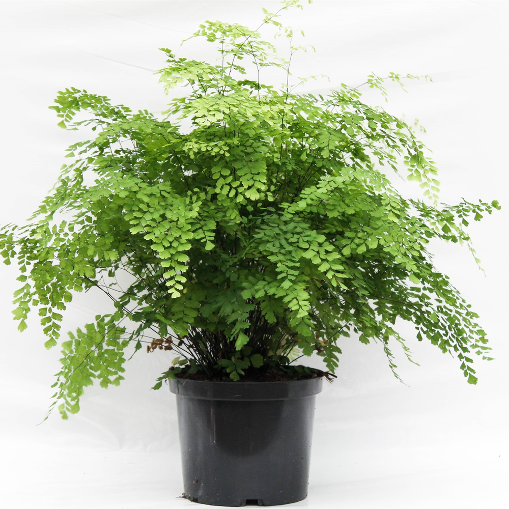 Adiantum Raddianum 'Fragrans'.