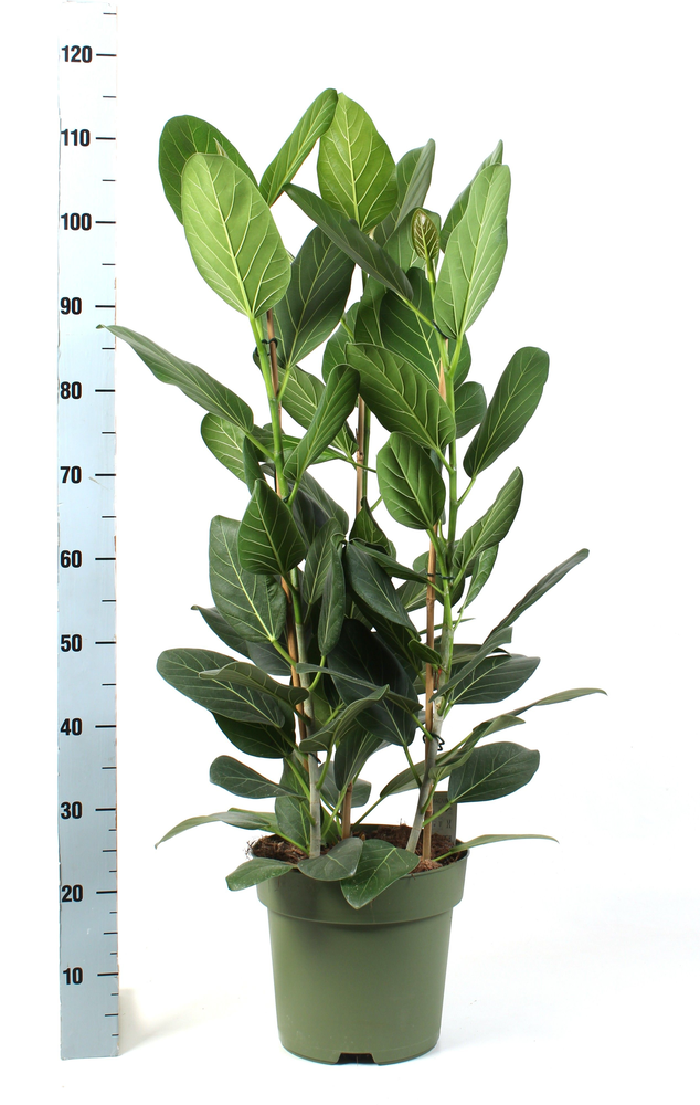 Ficus Audrey toef 3 stekken pp.