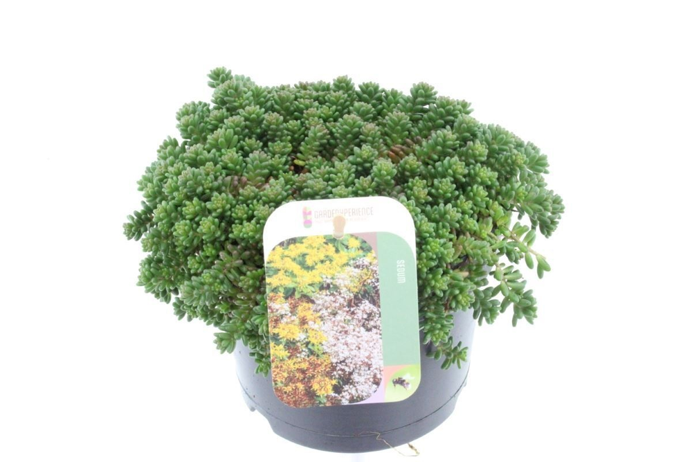 Sedum album Coral Carpet.