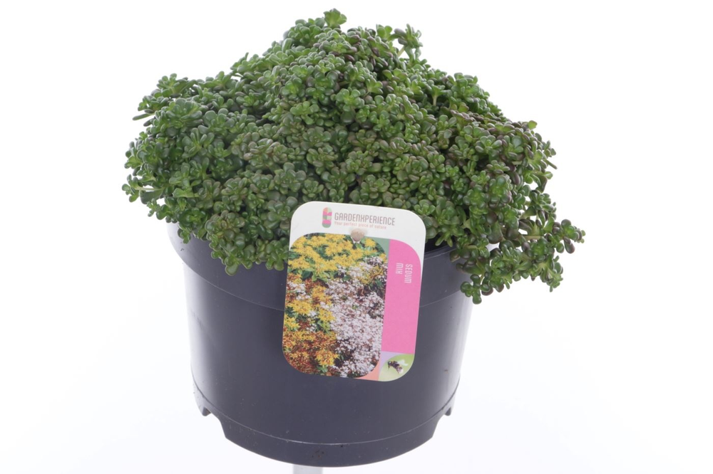 Sedum oreganum.