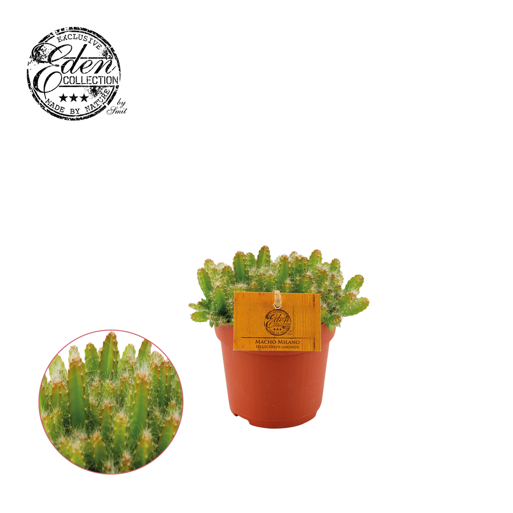 Hylocereus Undatus 10,5cm.