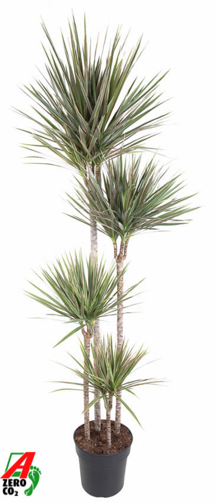 Dracaena Bicolor 120-90-60-30.