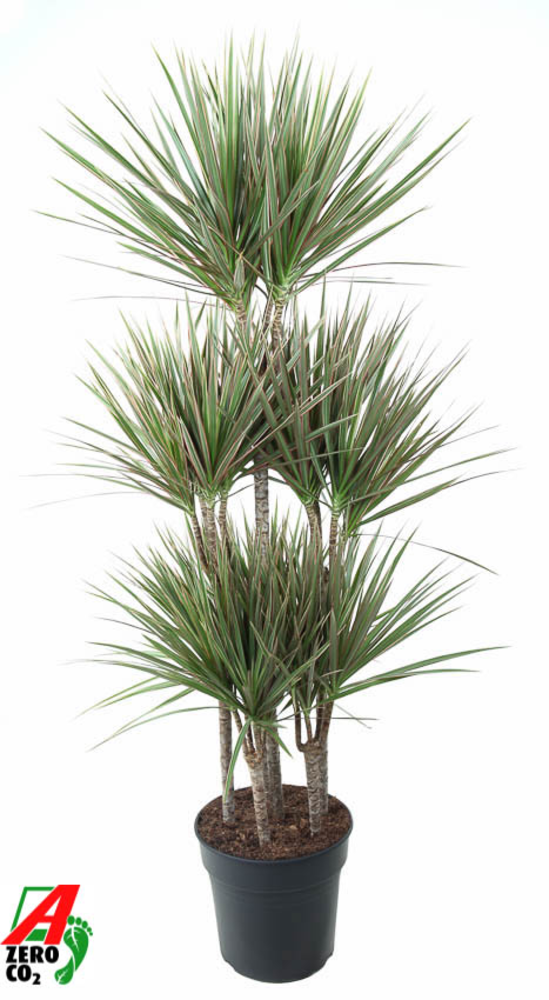Dracaena Bicolor 90-carrousel.