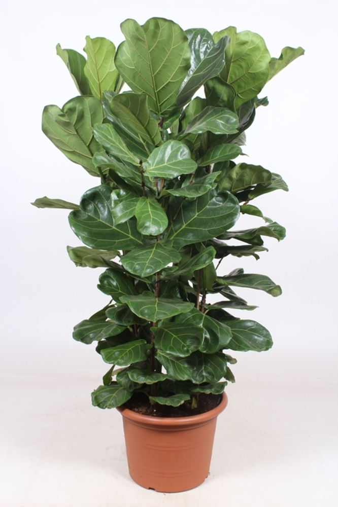 Ficus Lyrata 4 per pot.