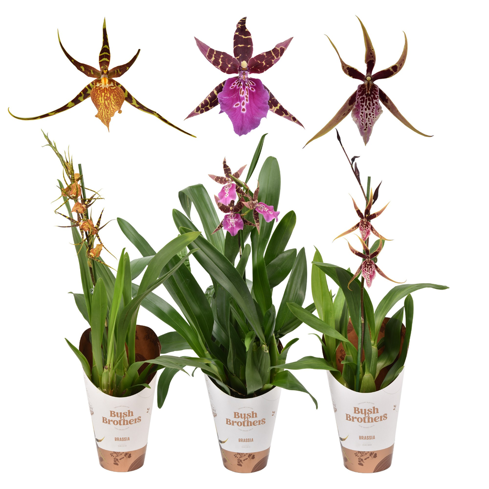 Brassia mix 1 tak 12 cm.