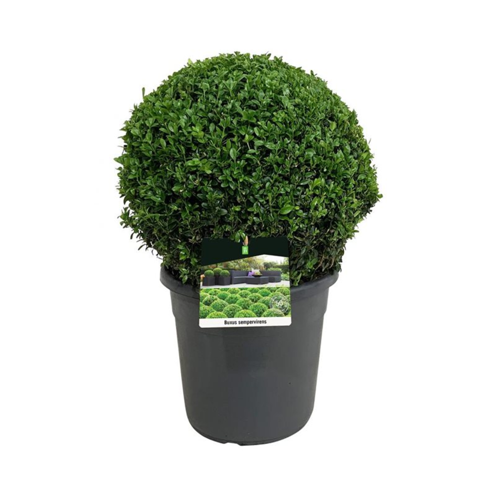 Buxus sempervirens.