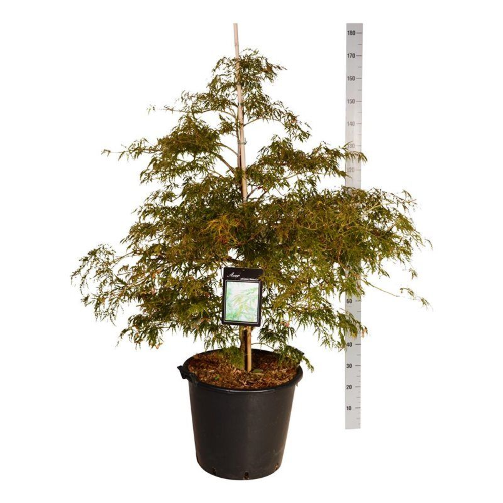 Acer pal. 'Dissectum'.