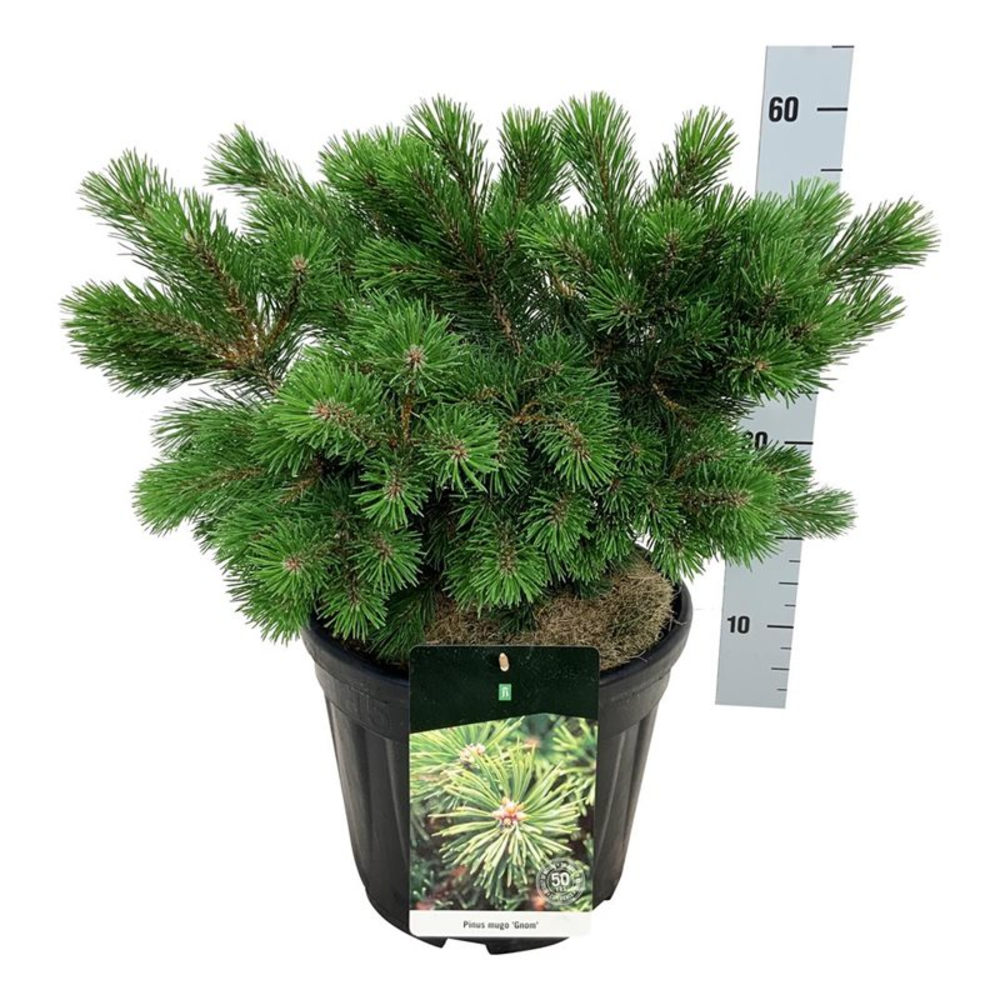 Pinus mugo 'Gnom'.