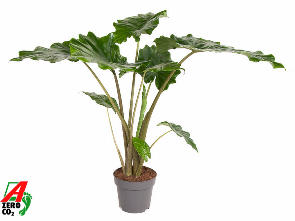Alocasia Portodora (NO GAP).