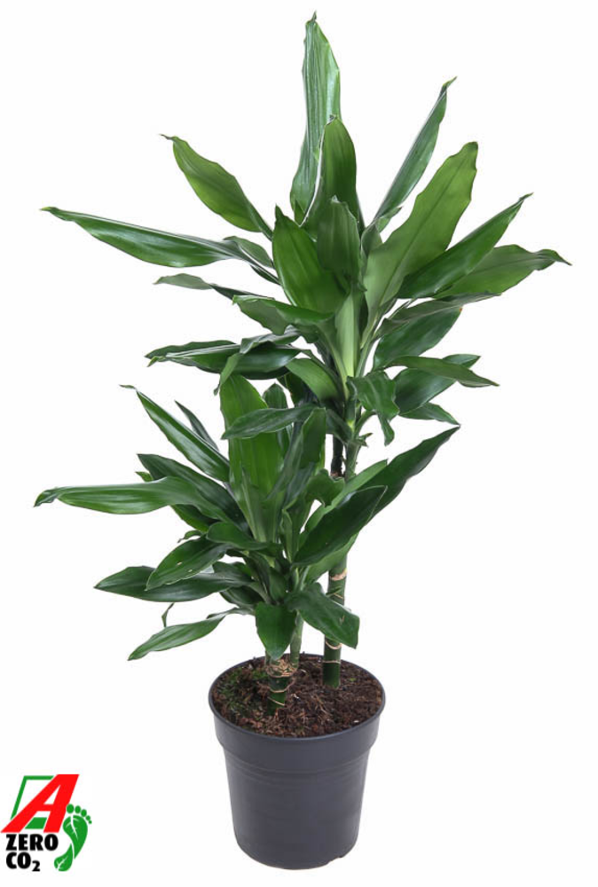 Dracaena Janet Lind 30-10.