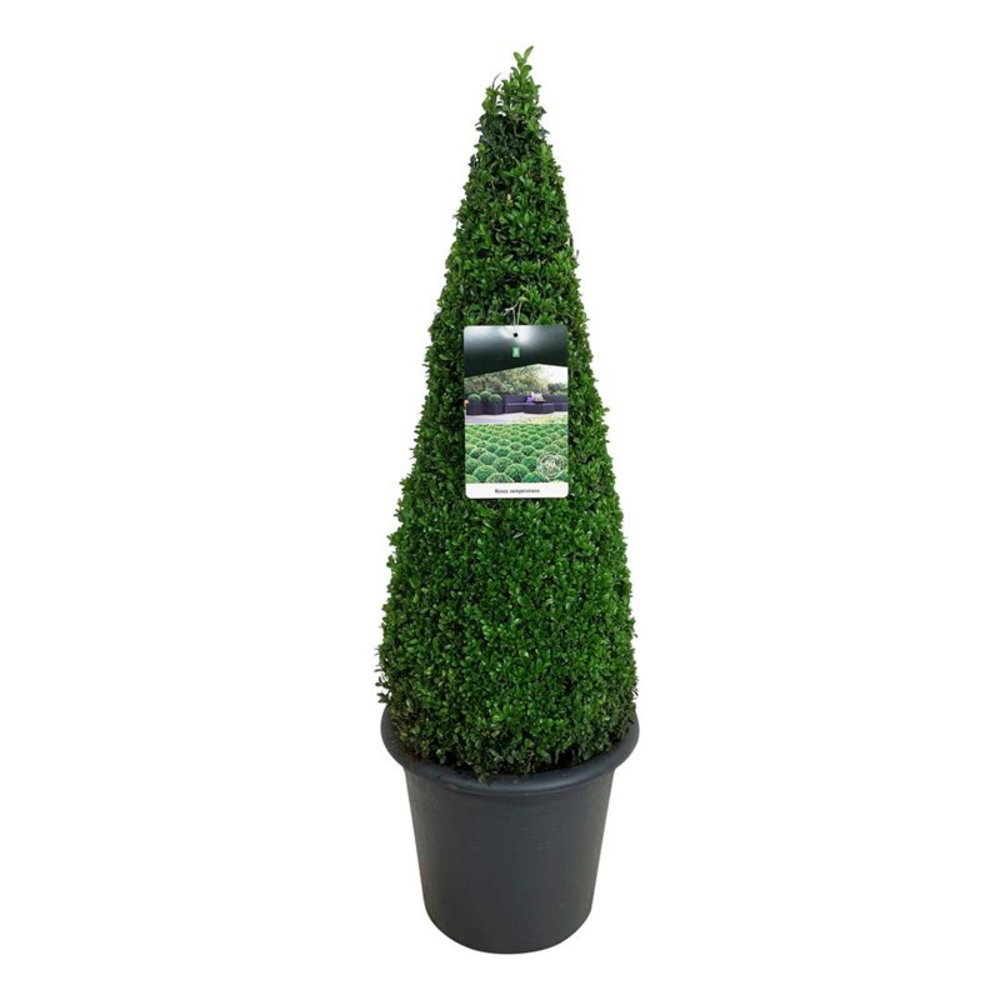 Buxus sempervirens.