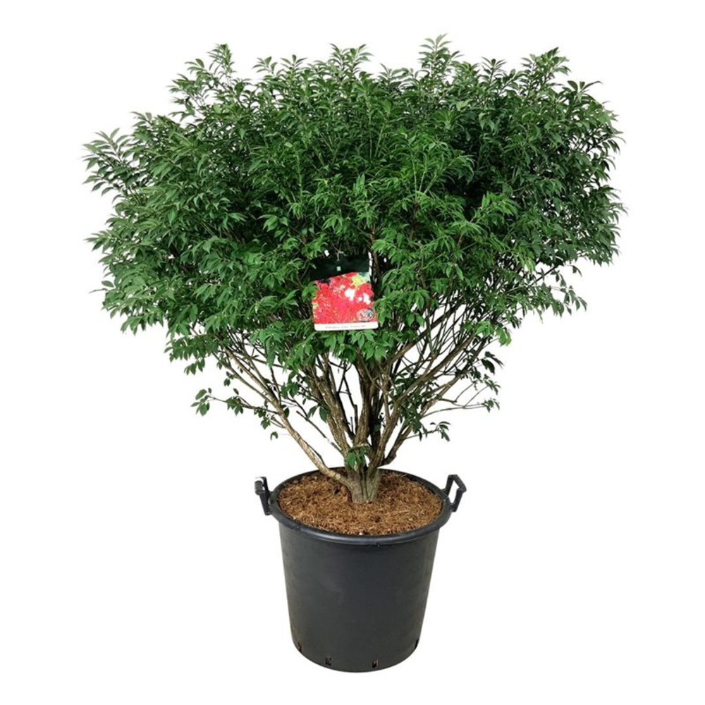 Euonymus alatus 'Compactus'.