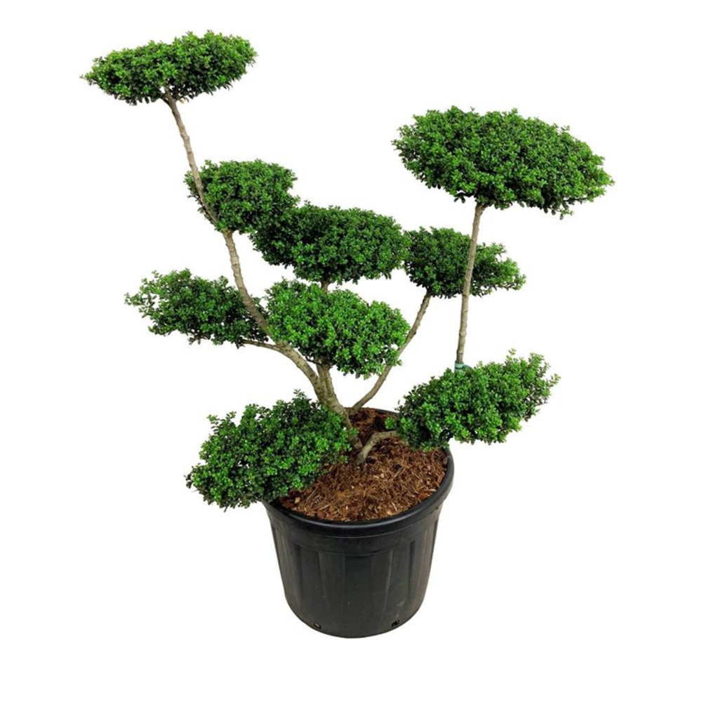 Ilex crenata 'Convexa'.