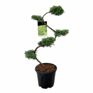 Juniperus pf. 'Pfitzeriana Aurea'.