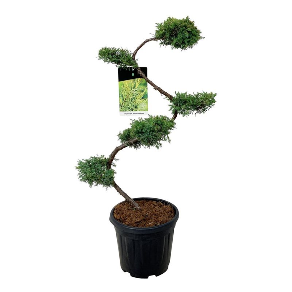 Juniperus pf. 'Pfitzeriana Aurea'.