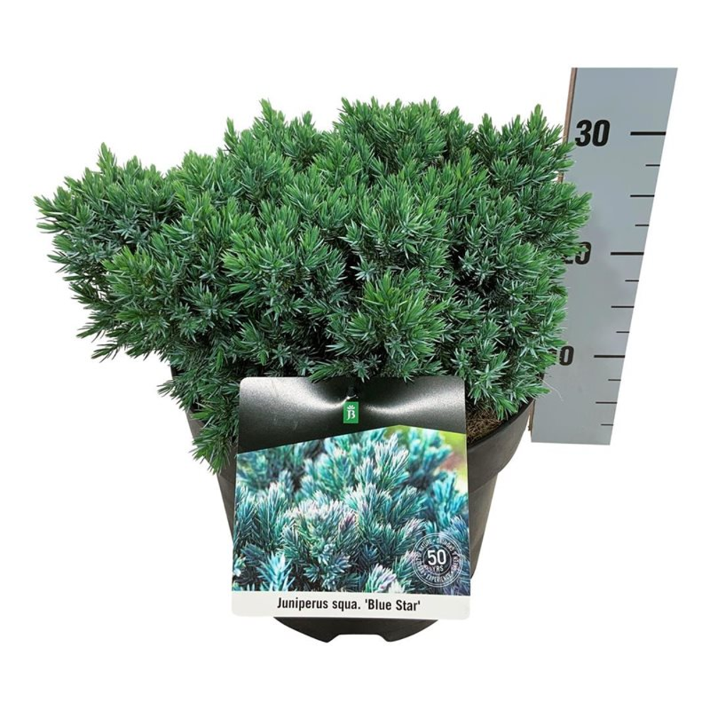 Juniperus sq. 'Blue Star'.