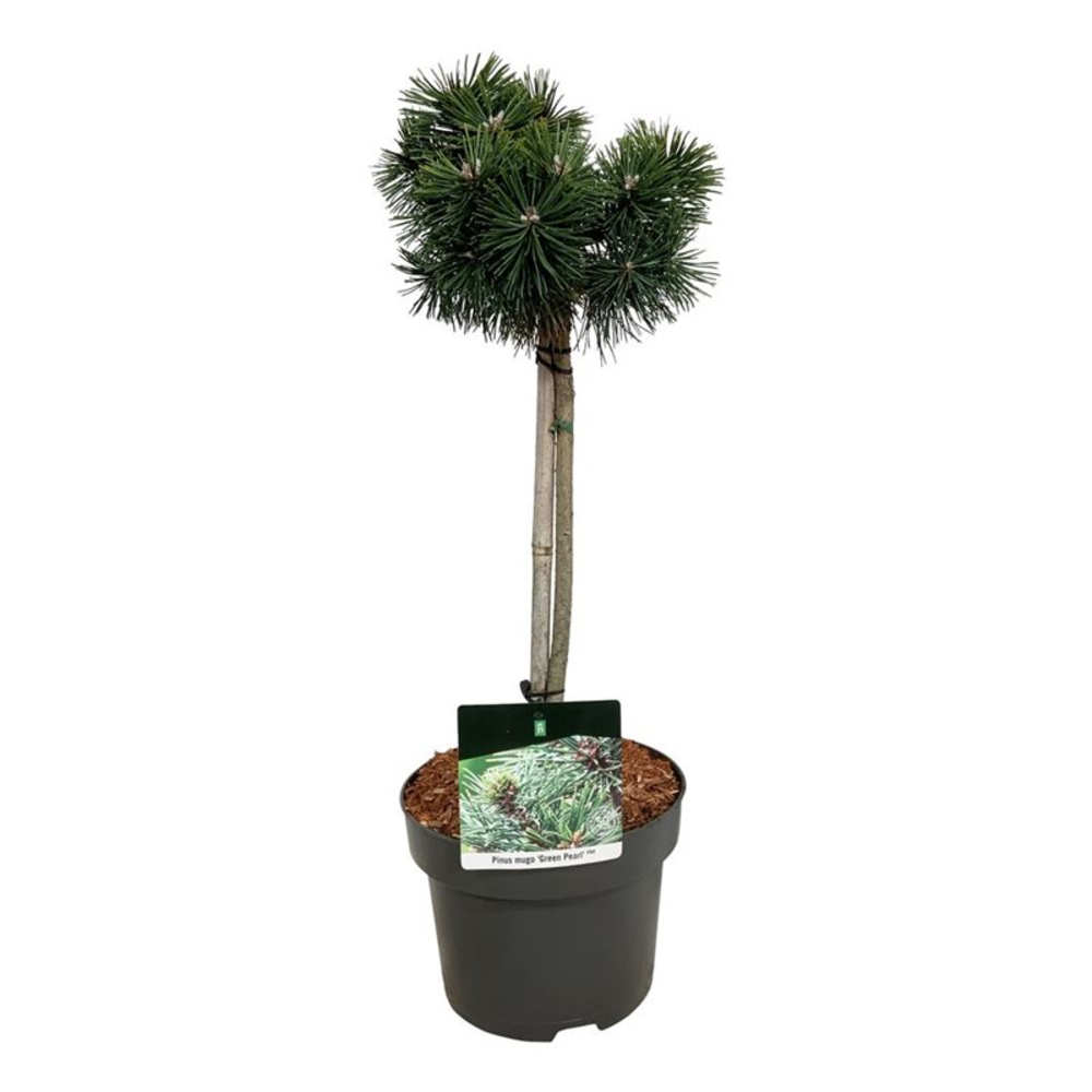 Pinus mugo 'Green Pearl'.