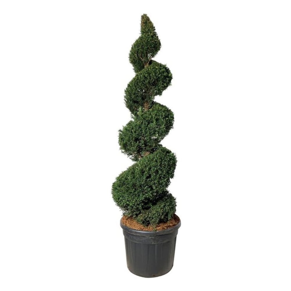 Taxus baccata.