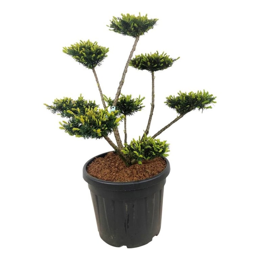 Taxus media 'Farmen'.