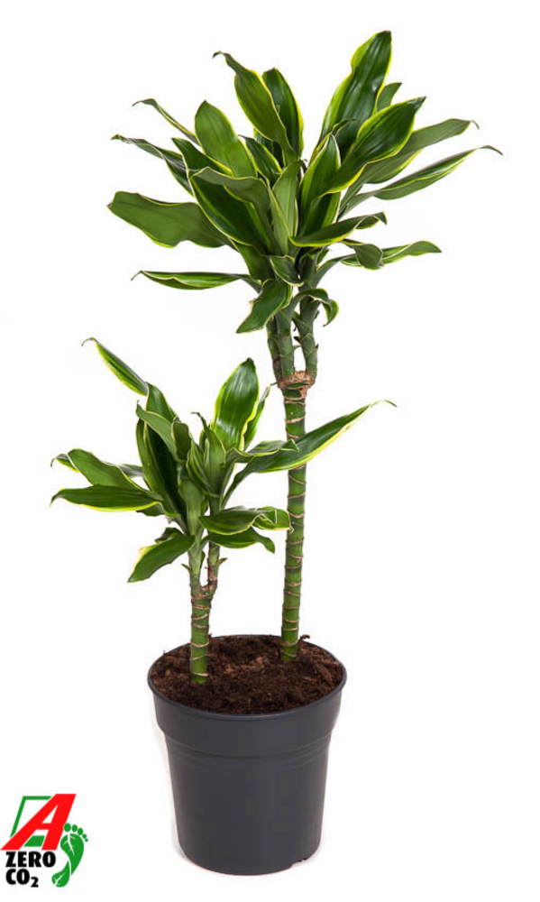 Dracaena Gold Coast 30-10.
