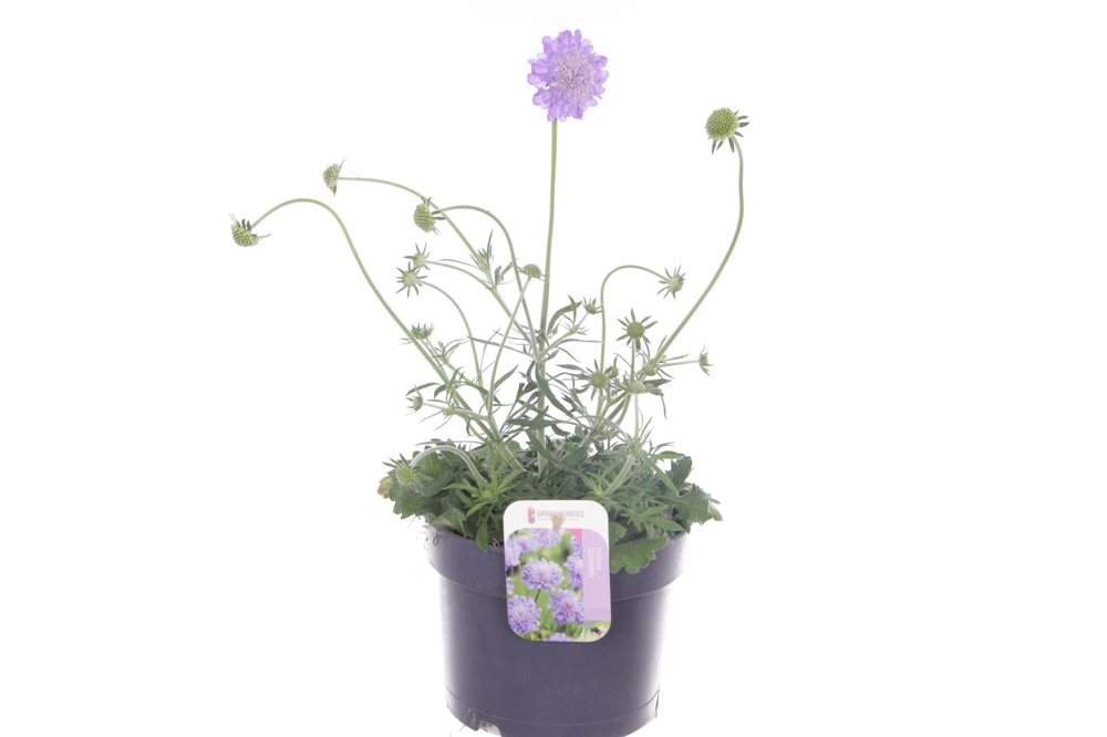 Scabiosa col. Mariposa Blue.