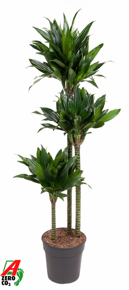 Dracaena Green Jewel 90-60-30.