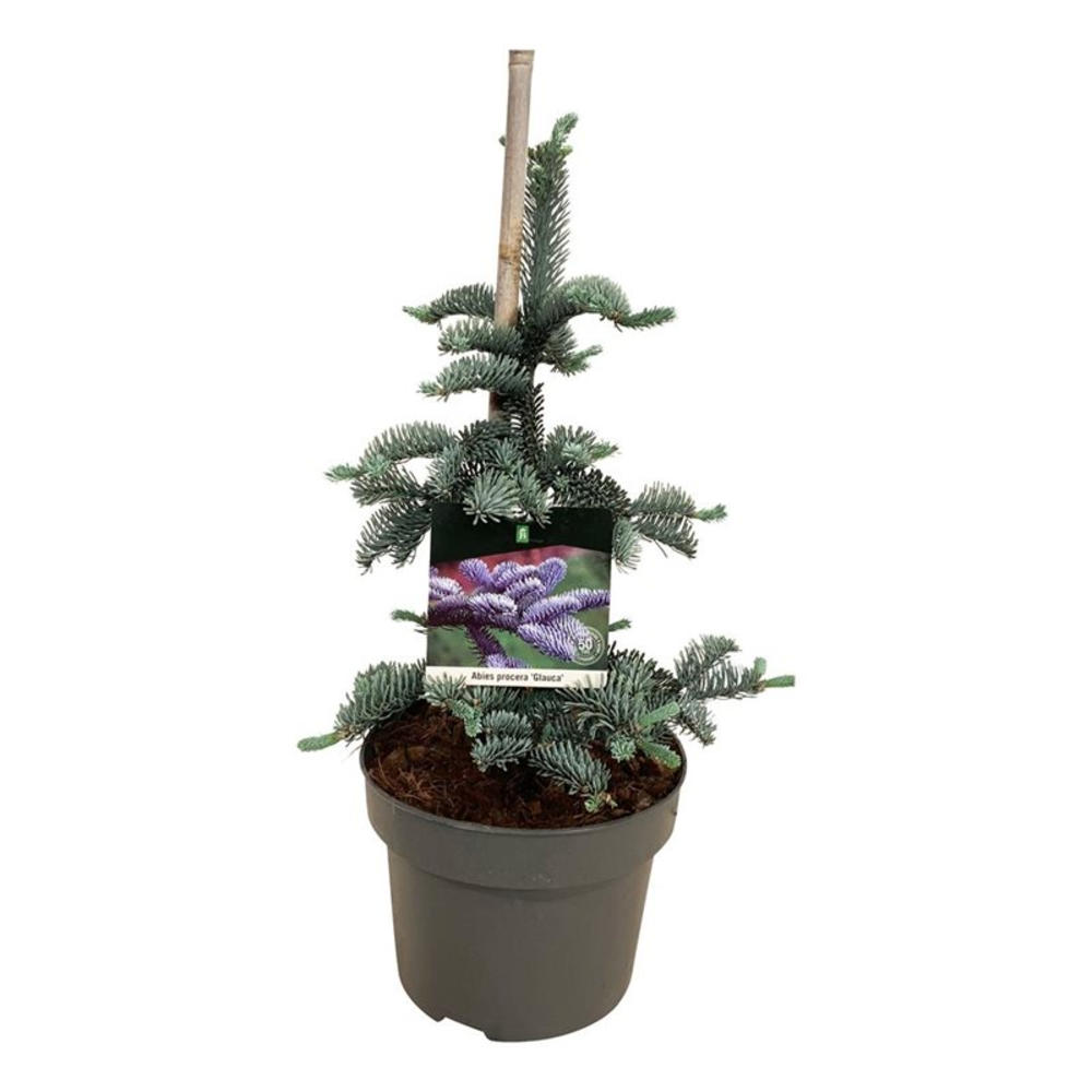 Abies procera 'Glauca'.