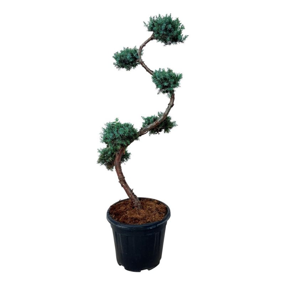 Juniperus chin. 'Blue Alps'.