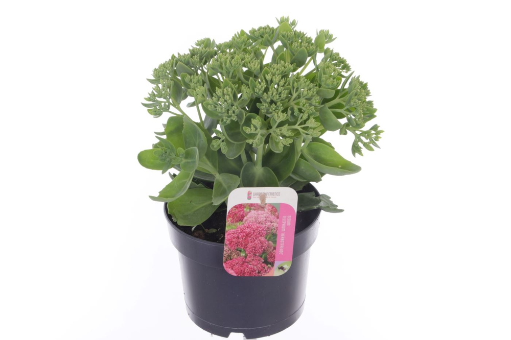 Sedum Herbstfreude.