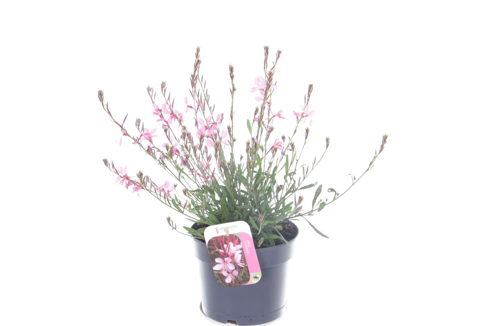 Gaura lind. Geyser Pink.