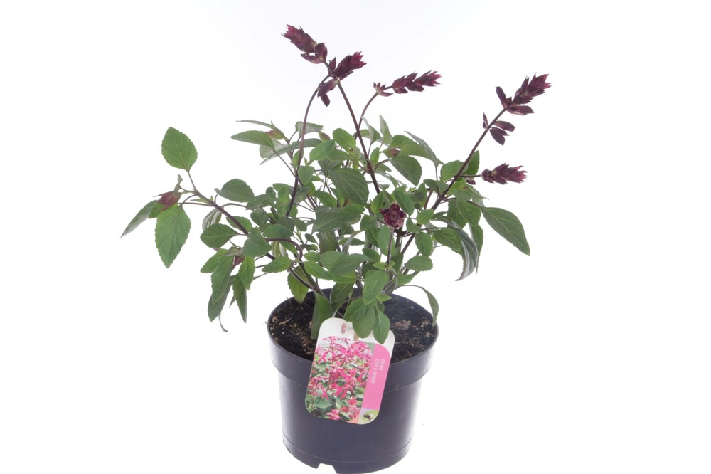 Salvia hybr. Love and Wishes.